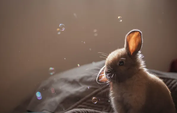 Picture bubbles, rabbit, grey. soap