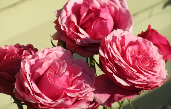 Bush, Pink, Roses, Meduzanol ©