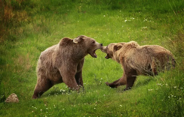 Grass, glade, bear, bears, fight, pair, fight, two bears