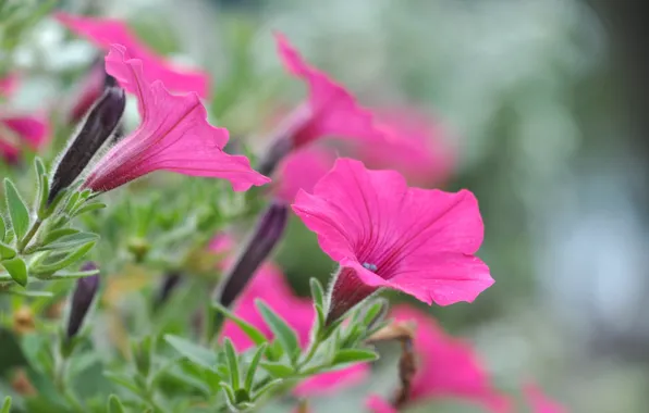 Nature, petals, Petunia, Petunia