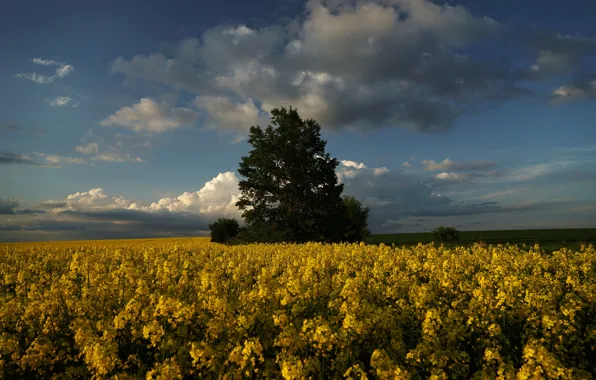 Field, the sky, clouds, landscape, nature, background, tree, Wallpaper