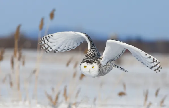 The sky, snow, flight, nature, bird, wings, snowy owl