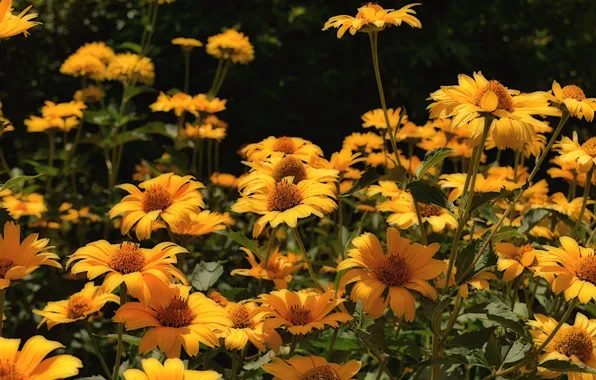 Picture flowers, garden, flowers, heliopsis