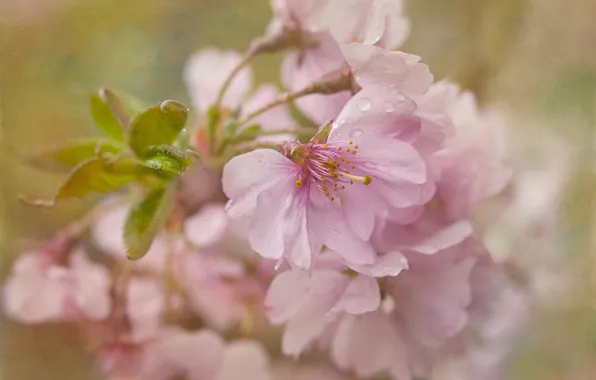 Macro, cherry, texture, Sakura, flowering, flowers