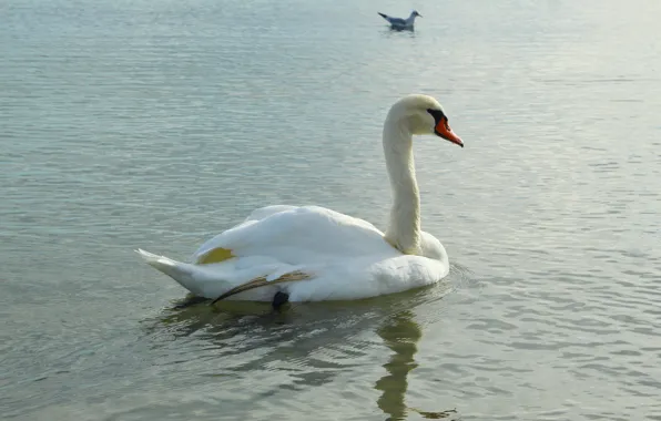 White, swan, water, lake