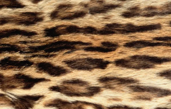 Picture texture, fur, animal texture, background desktop