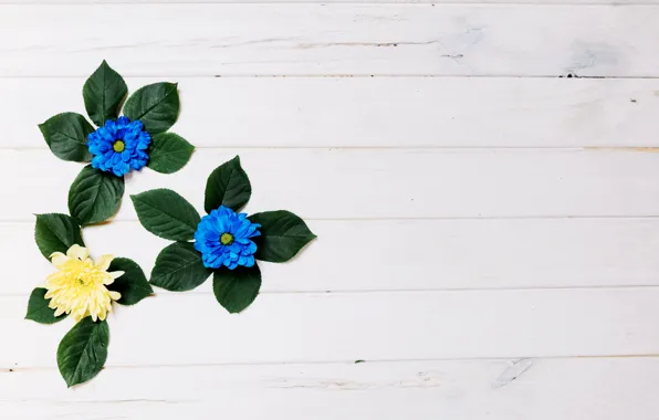 Leaves, flowers, white background, chrysanthemum