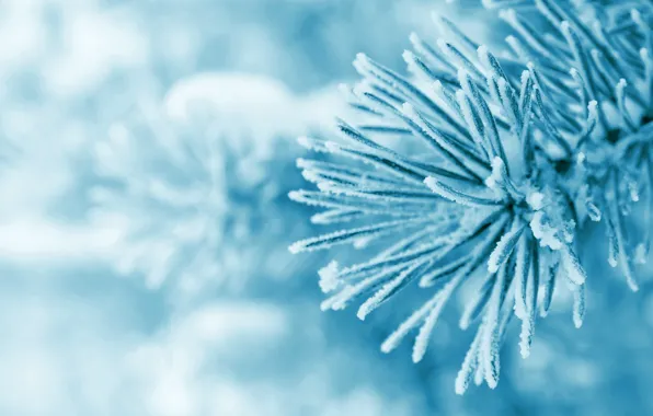 Ice, winter, frost, macro, snow, nature, tree, spruce