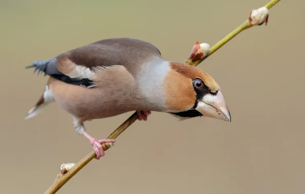 Bird, branch, Grosbeak