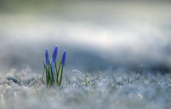 Winter, flowers, nature
