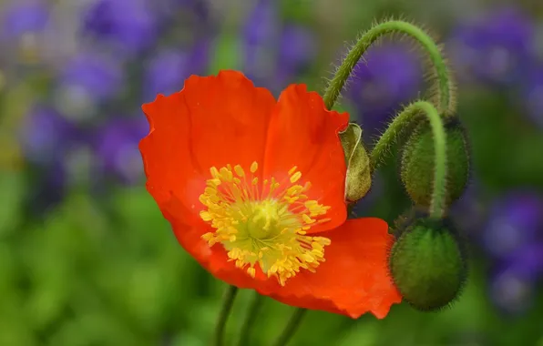 Picture flower, orange, Mac, petals, blur