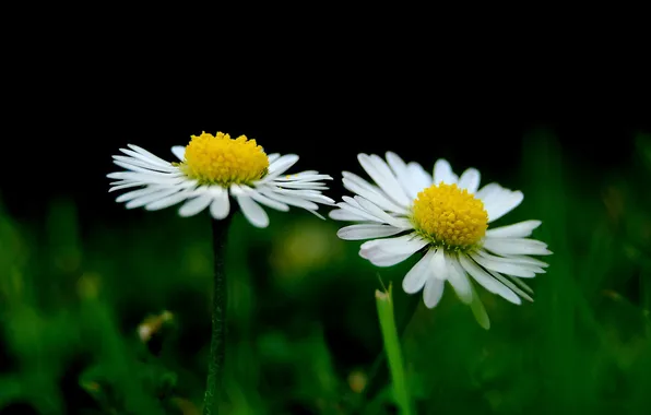 Field, flowers, chamomile