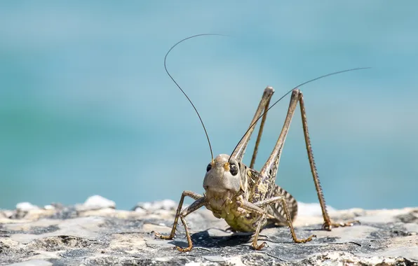 Background, locust, promenade