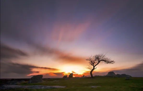 Picture the sky, grass, the sun, sunset, nature, stones, tree