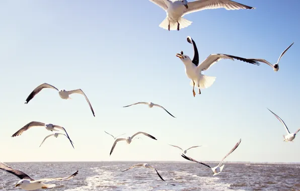 Picture sea, the sky, water, flight, bird, seagulls