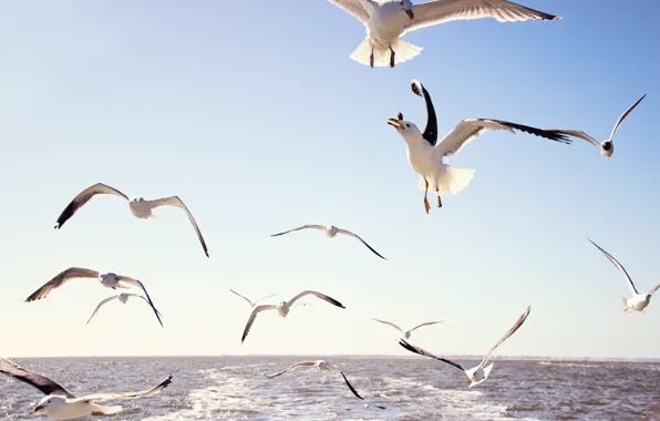 Sea, the sky, water, flight, birds, seagulls