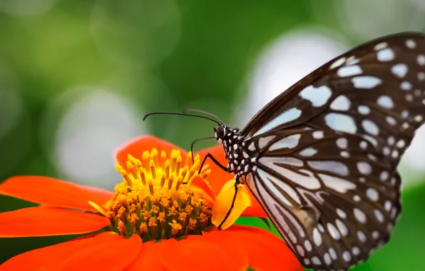 Flower, orange, nature, butterfly, wings, focus, insect, speck