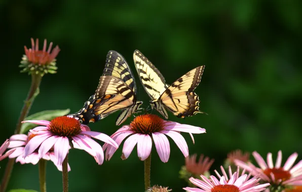 Flowers, butterfly, two, pink, swallowtail, Echinacea