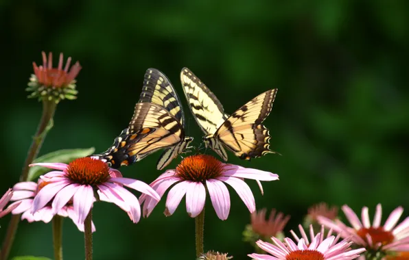 Butterfly, flowers, two, pink, swallowtail, Echinacea