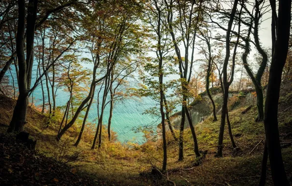 Picture autumn, trees, lake
