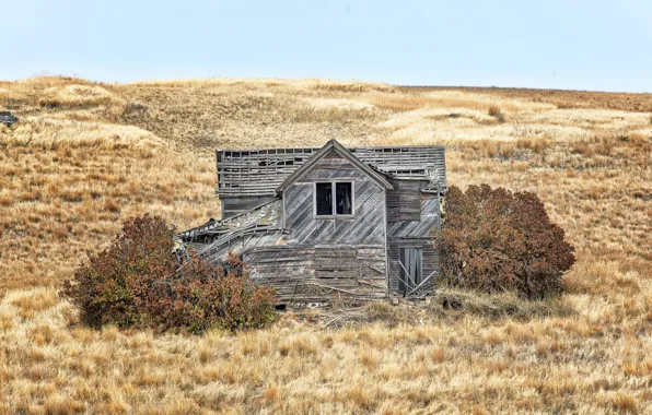 Picture field, nature, house