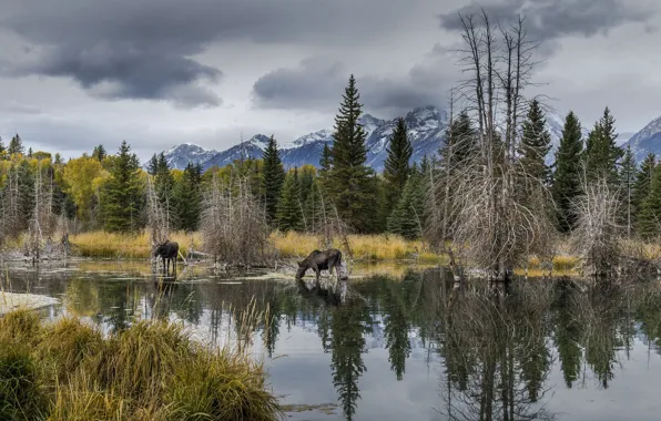 Picture landscape, Wyoming, moose, Grand Tetons Nat. Park