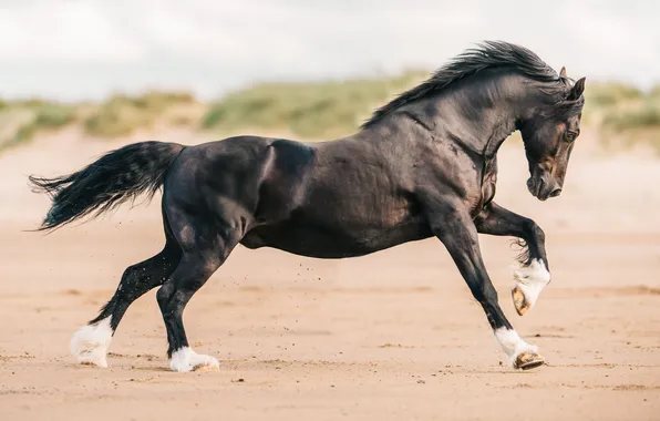 Field, the sky, pose, horse, black, horse, profile, hooves