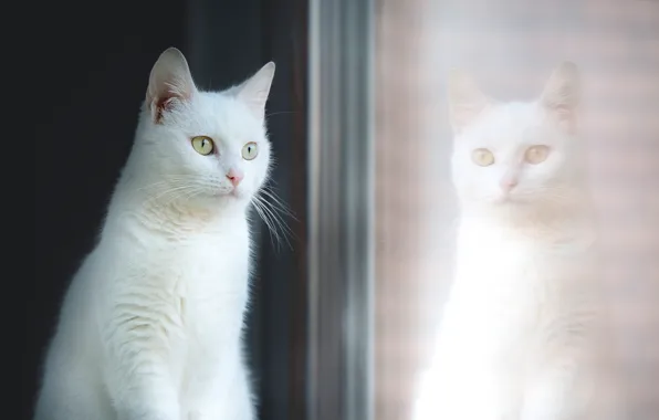 Picture cat, white, glass, reflection, portrait, window, beauty