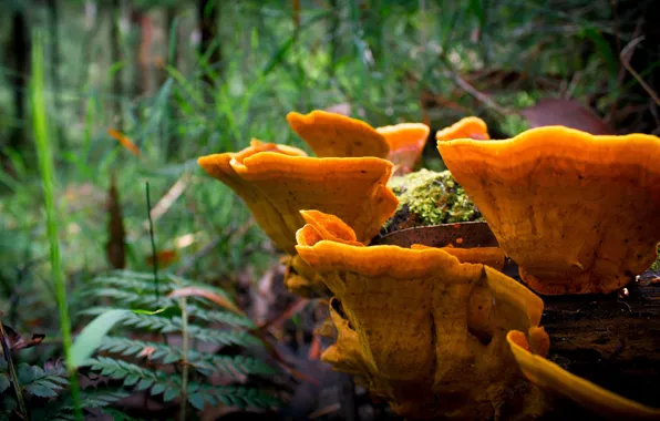 Grass, mushrooms, Melbourne, Dandenong Range