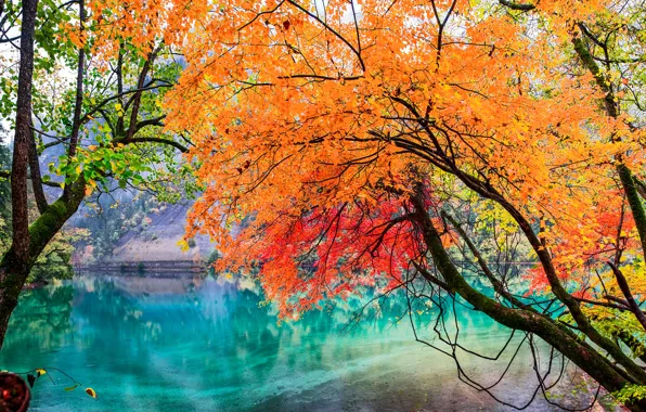 Autumn, leaves, trees, lake, China, Jiuzhai valley national Park, Sichuan