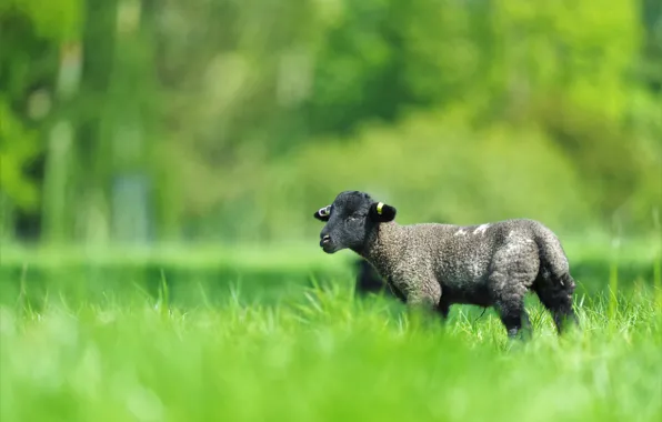 Greens, field, grass, nature, green, glade, black, spring