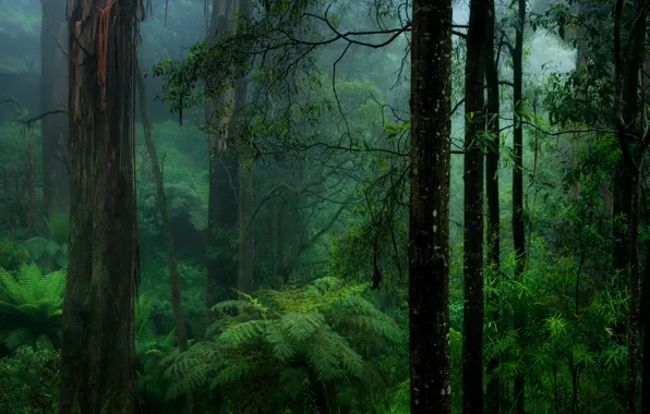 Forest, nature, fern, haze