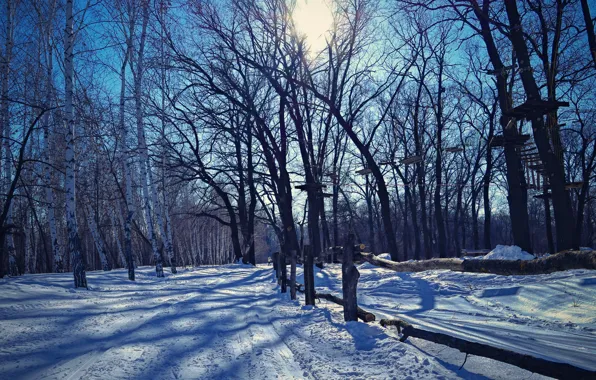 The sun, The sky, Nature, Tree, Trees, Forest, Spruce, Trunk