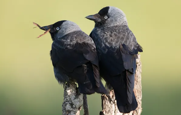 Birds, background, two, pair, Duo, jackdaw, jackdaws