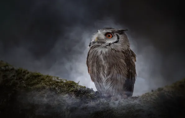 Picture look, night, nature, fog, darkness, the dark background, owl, bird