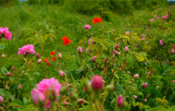 Picture Flowers, Field, Roses, Roses, Field, Poppies