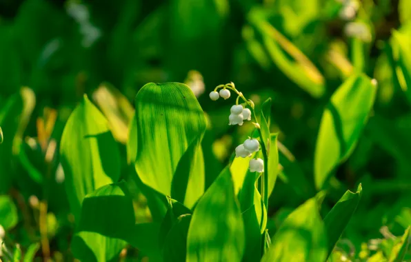 Picture greens, leaves, light, flowers, spring, lilies of the valley, bokeh