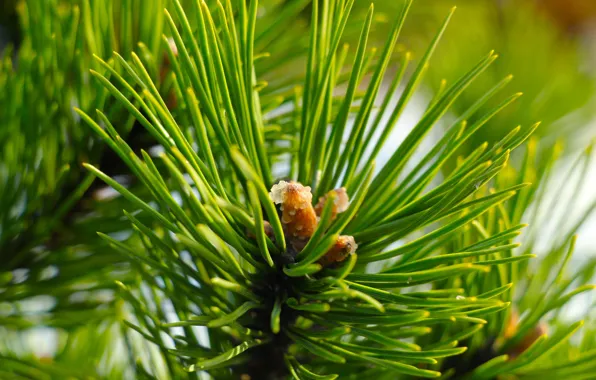 Green, pine, twig