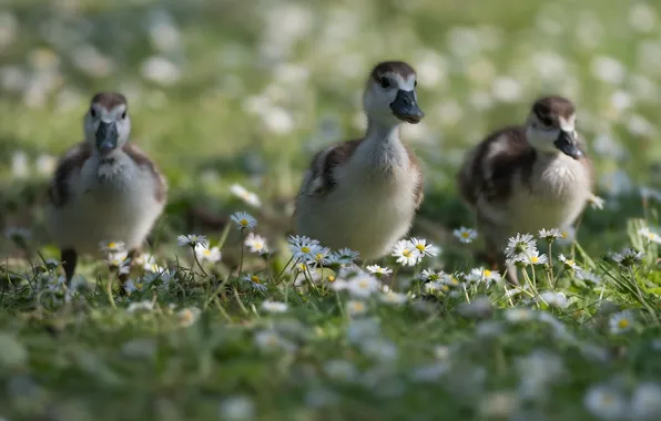Summer, flowers, birds, glade, duck, chamomile, spring, walk