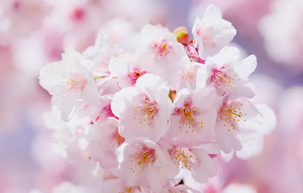 Light, flowers, cherry, branch, spring, Sakura, white, flowering