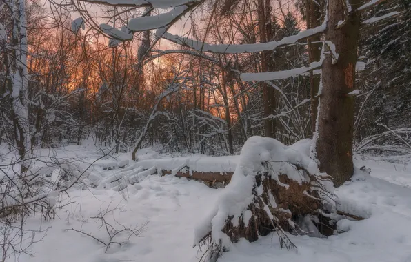 Picture winter, sunset, nature, Dmitry Martynenko, Zack at the fallen pine tree