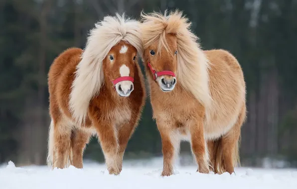 Winter, forest, snow, nature, horses, horse, mane, pony