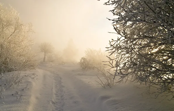 Winter, frost, road, forest, light, snow, branches, fog