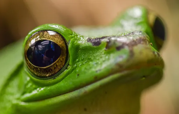 Macro, background, Chinese Gliding Tree Frog