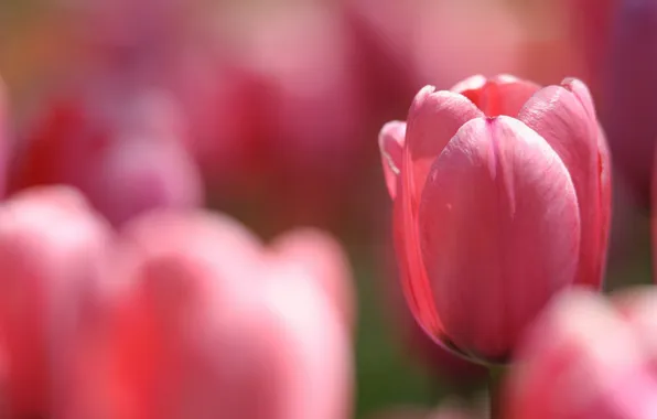 Flowers, background, tulips