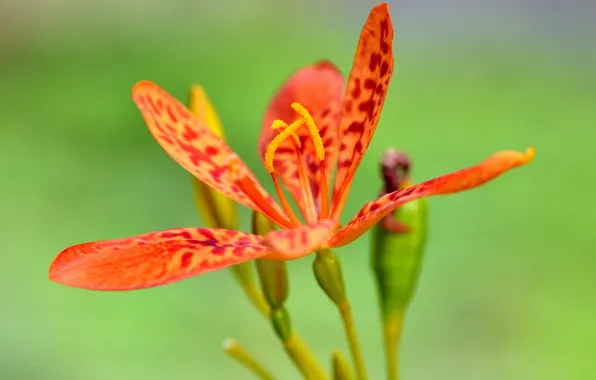 Macro, nature, plant, petals, stamens, exotic