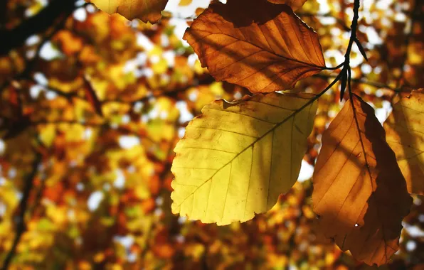 Autumn, leaves, yellow, foliage, leaf, falling leaves, sheets, yellow
