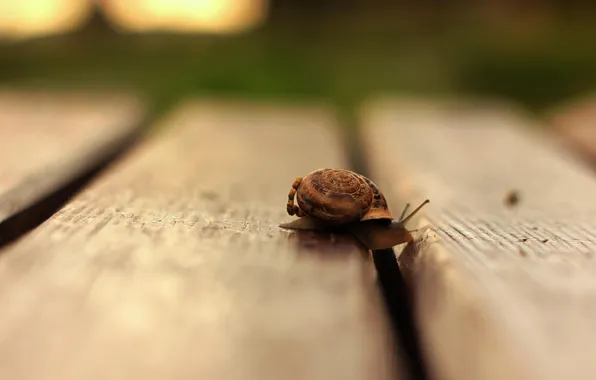 Picture macro, snail, floor, wooden