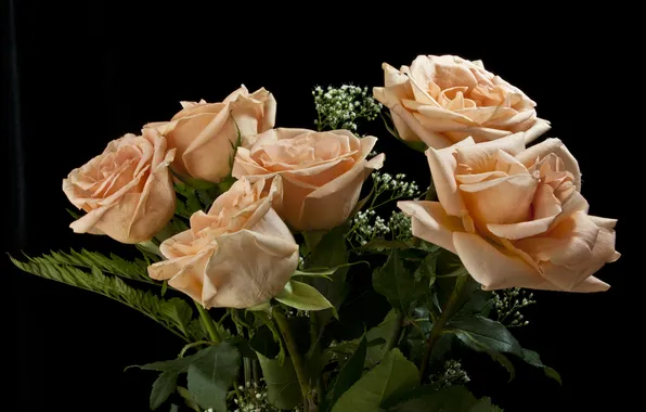 Roses, bouquet, black background