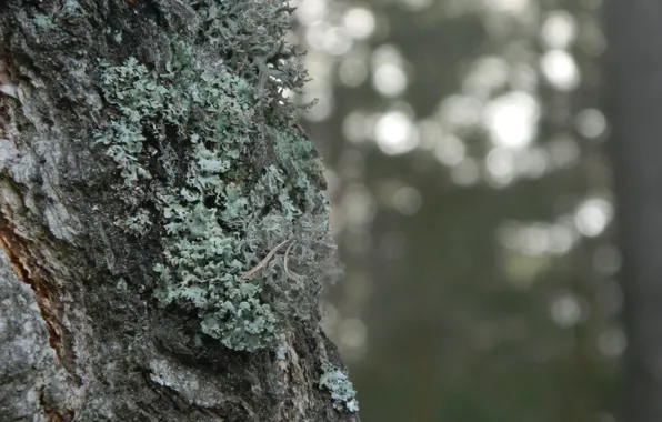 The sun, nature, tree, moss, trunk, bark